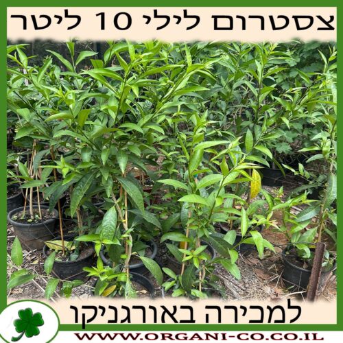 צסטרום לילי 10 ליטר למכירה - מחיר