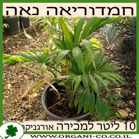 דקל חמדוריאה נאה 10 ליטר למכירה - מחיר