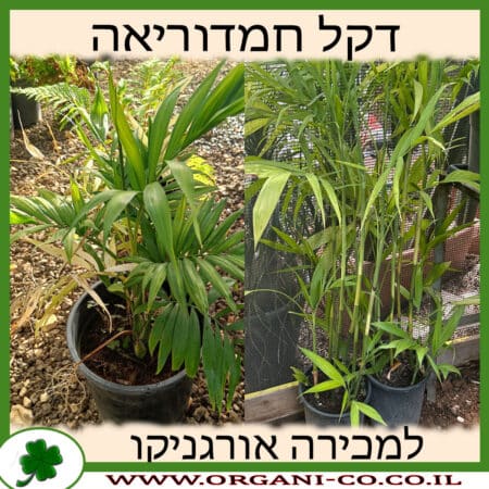 דקל חמדוריאה למכירה - מחיר