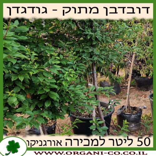 דובדבן מתוק (גודגדן) 25 ליטר למכירה - מחיר