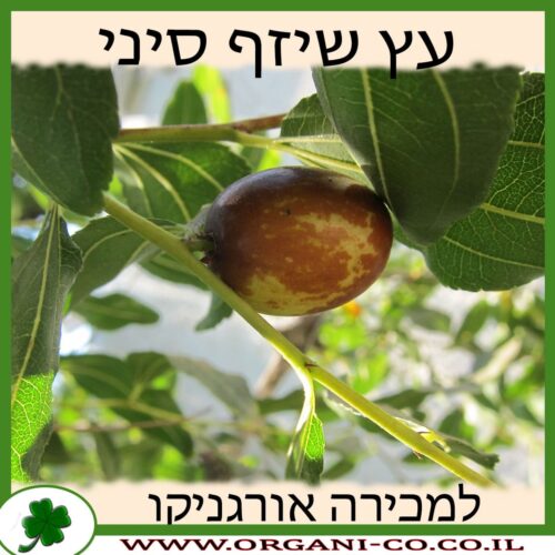 שיזף סיני למכירה - מחיר