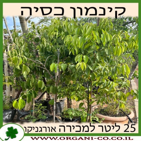 קינמון כסיה 25 ליטר למכירה - מחיר