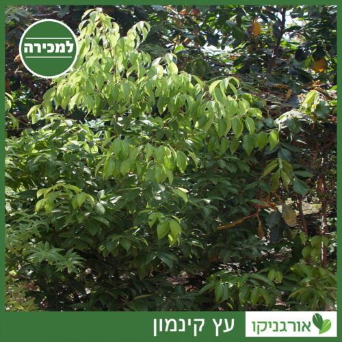 עץ קינמון למכירה - מחיר