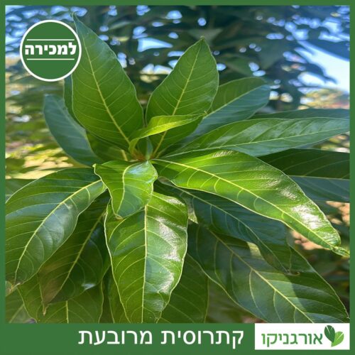 קתרוסית מרובעת למכירה - מחיר