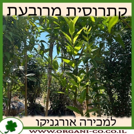 קתרוסית מרובעת למכירה - מחיר