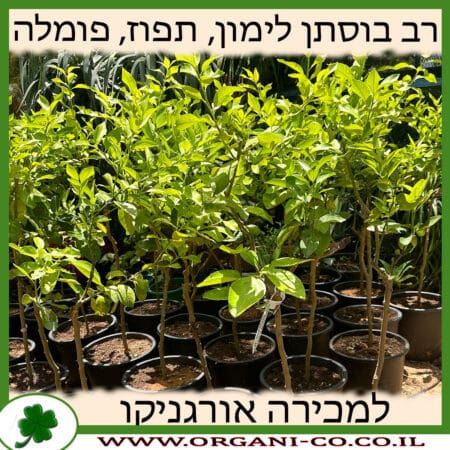 הדר 3 זנים לימון, תפוז, פומלה למכירה - מחיר