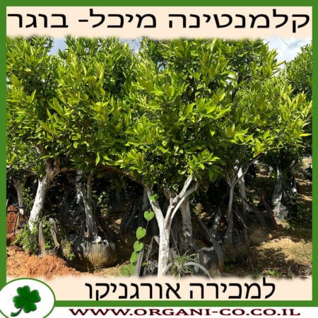 קלמנטינה מיכל בוגר 3-5 צול למכירה - מחיר