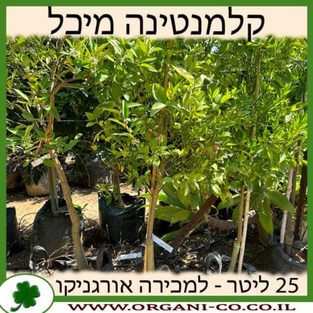 קלמנטינה מיכל 25 ליטר למכירה - מחיר