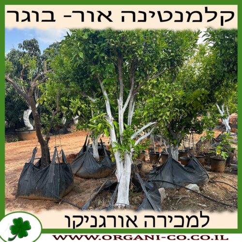 קלמנטינה אור בוגר 6-7 צול למכירה - מחיר