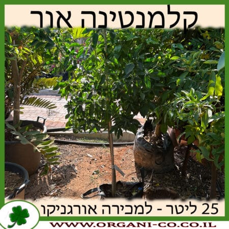 קלמנטינה אור 25 ליטר למכירה - מחיר