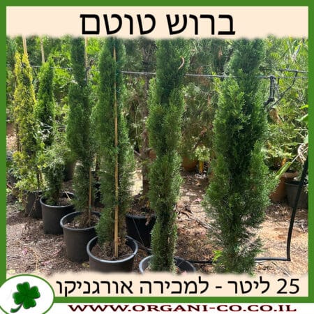 ברוש טוטם 25 ליטר למכירה - מחיר