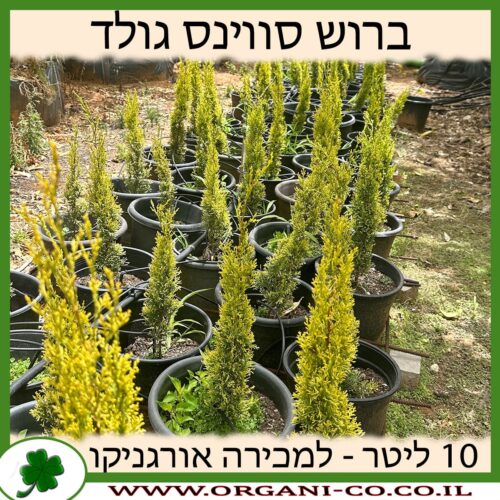 ברוש סווינס גולד 10 ליטר למכירה - מחיר