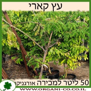 עץ קארי 50 ליטר למכירה - מחיר