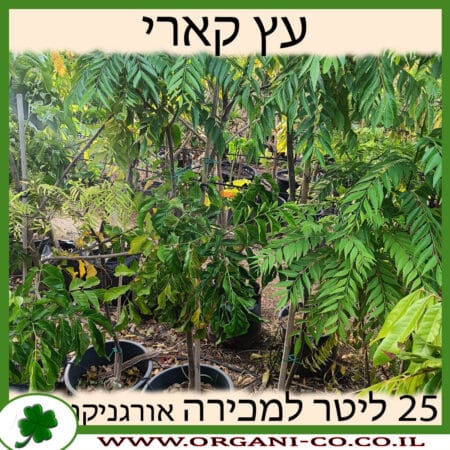 עץ קארי 25 ליטר למכירה - מחיר