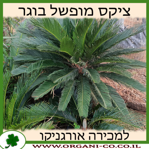 ציקס מופשל בוגר למכירה - מחיר