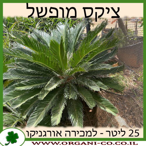 ציקס מופשל 25 ליטר למכירה - מחיר