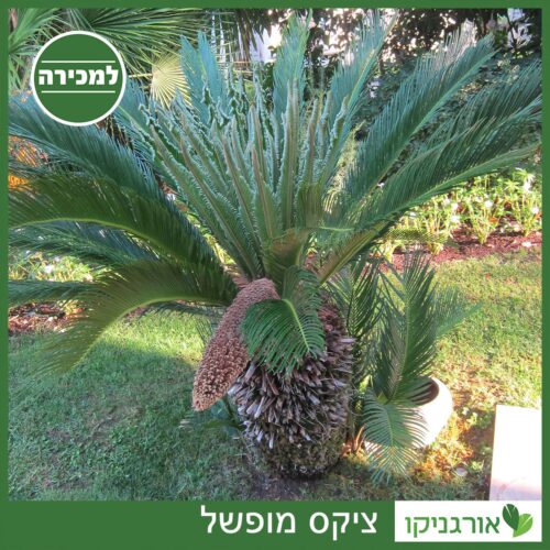 ציקס מופשל למכירה - מחיר