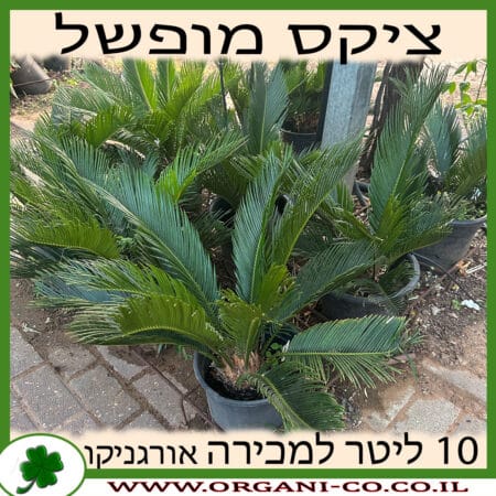 ציקס מופשל 10 ליטר למכירה -מחיר