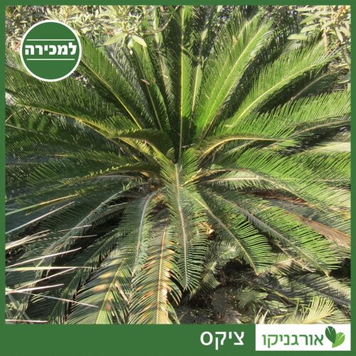 ציקס למכירה - מחיר