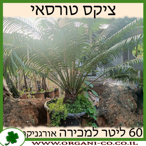 ציקס טורסאי 60 ליטר למכירה - מחיר