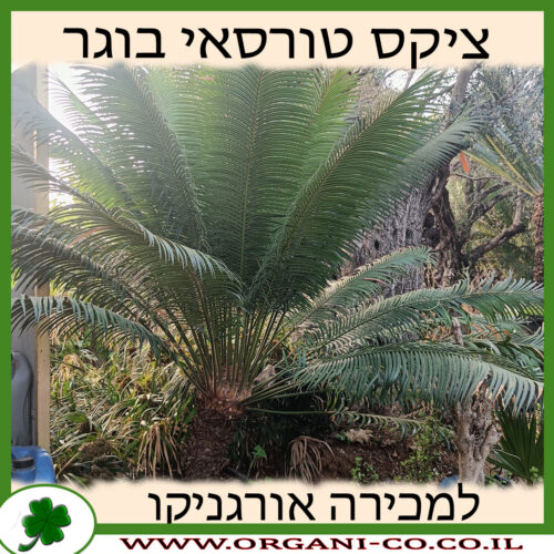 ציקס טורסאי בוגר 100 ליטר למכירה - מחיר