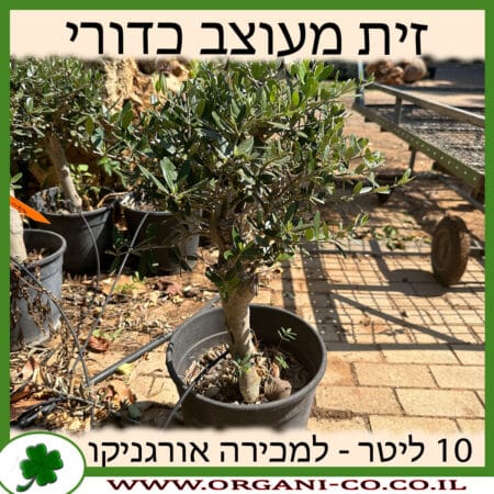 זית מעוצב כדורי 10 ליטר למכירה - מחיר