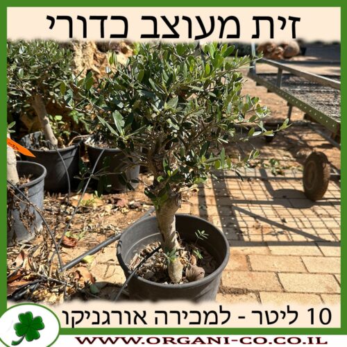 זית מעוצב כדורי 10 ליטר למכירה - מחיר