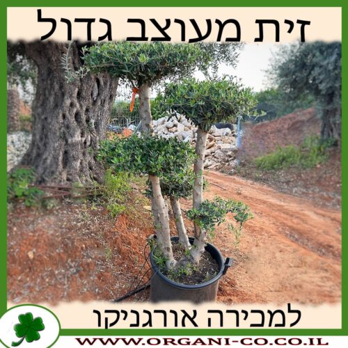 זית מעוצב גדול למכירה - מחיר