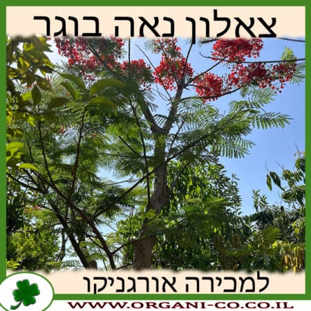 צאלון נאה בוגר 4-5 צול למכירה - מחיר