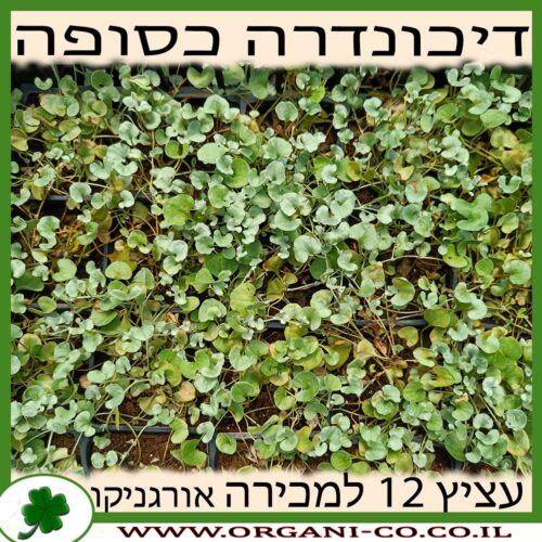 דיכונדרה כסופה עציץ 12 למכירה - מחיר