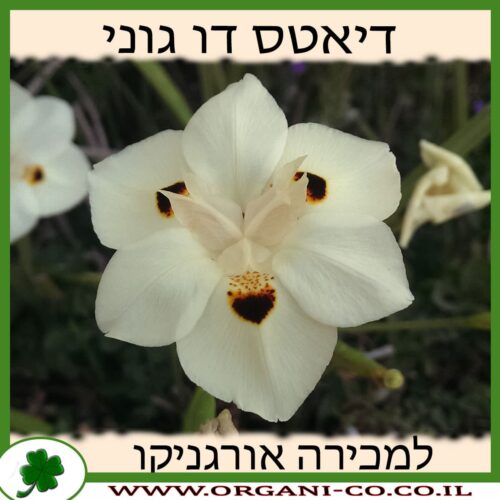 דיאטס דו גוני 10 ליטר למכירה - מחיר