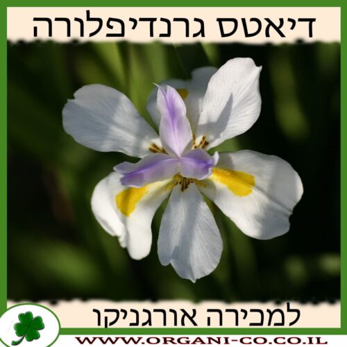 דיאטס גרנדיפלורה 10 ליטר למכירה - מחיר