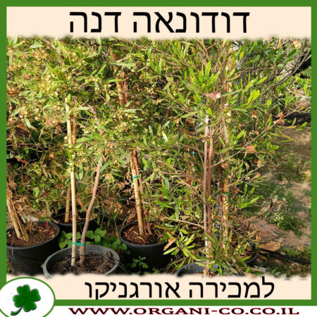 דודונאה דנה למכירה - מחיר