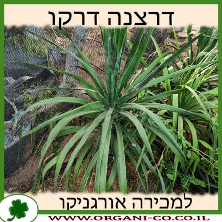 דרצנה דרקו למכירה - מחיר