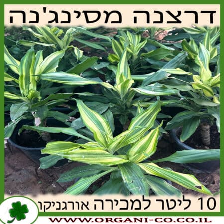 דרצנה מסינג'נה 10 ליטר - למכירה - מחיר