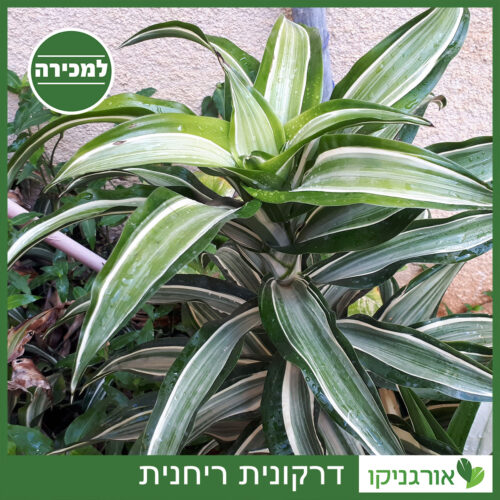 דרקונית ריחנית למכירה - מחיר