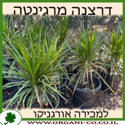 דרצנה מרגינטה 10 ליטר