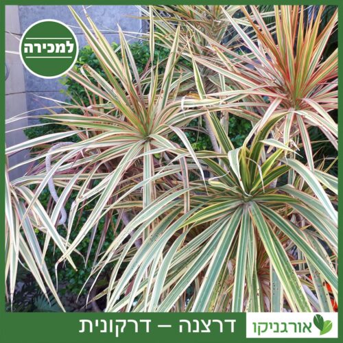 דרצנה – דרקונית למכירה - מחיר