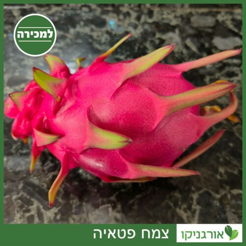 פטאיה האבקה עצמית - 2 זנים למכירה - מחיר