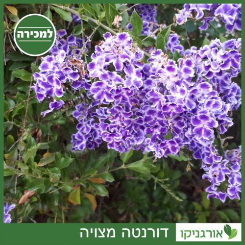 דורנטה מצויה למכירה - מחיר