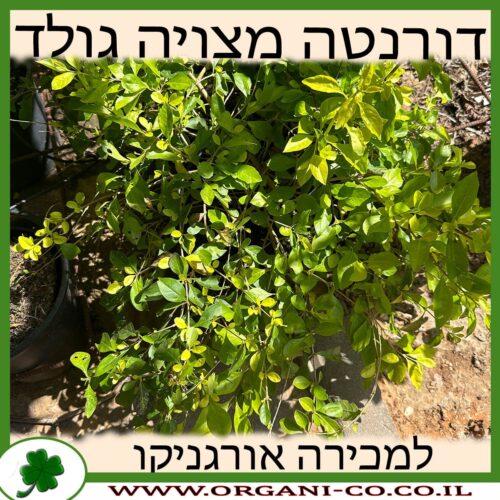 דורנטה מצויה גולד 10 ליטר למכירה - מחיר