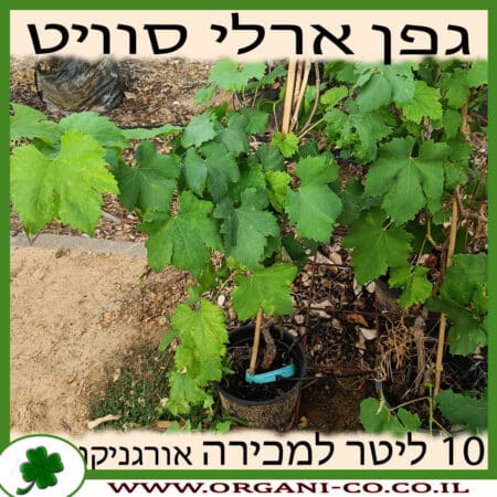 גפן ארלי סוויט 10 ליטר למכירה - מחיר