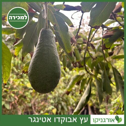 עץ אבוקדו אטינגר למכירה - מחיר