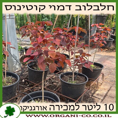 חלבלוב דמוי קוטינוס 10 ליטר למכירה - מחיר