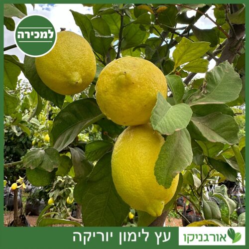 לימון יוריקה למכירה - מחיר