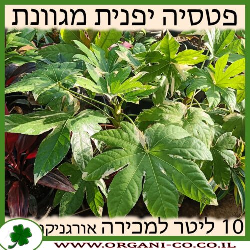 ארליה יפנית מגוונת (פטסיה) למכירה - מחיר