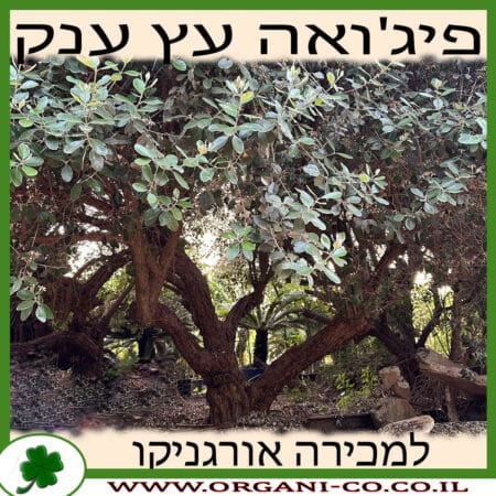 פיג'ויה - עץ בוגר עתיק למכירה - מחיר