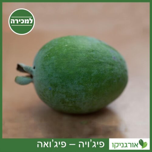 פיג’ויה – פיג’ואה למכירה - מחיר