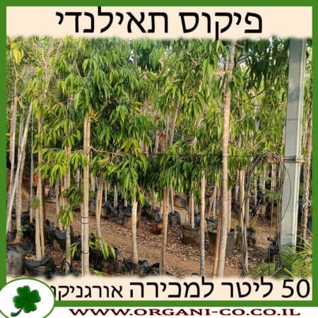 פיקוס צר עלים תאילנדי 50 ליטר למכירה - מחיר