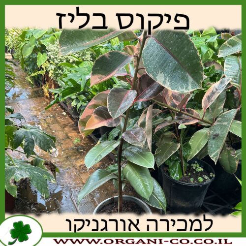 פיקוס בליז 10 ליטר (גומי) למכירה - מחיר